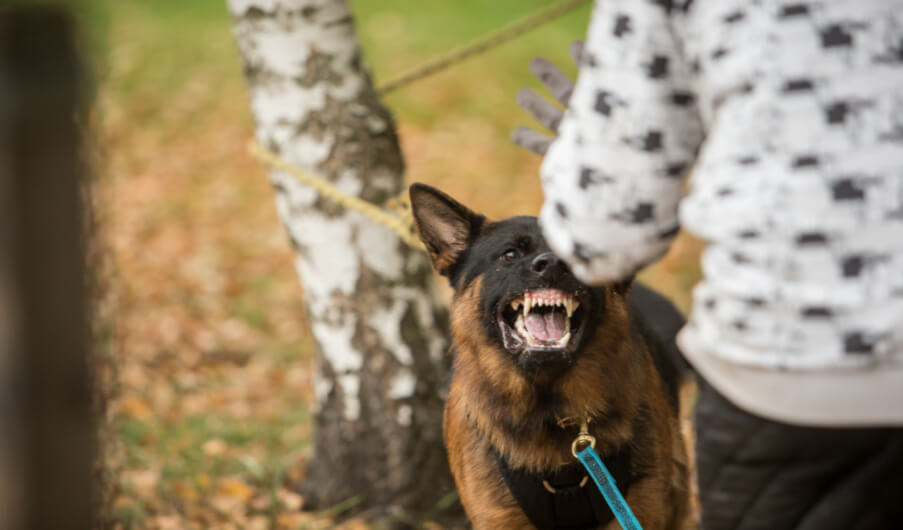 Abogado de Mordeduras de Perro en Miami